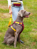 Pet Chest Sling Explosion-proof Dog Robe Leash